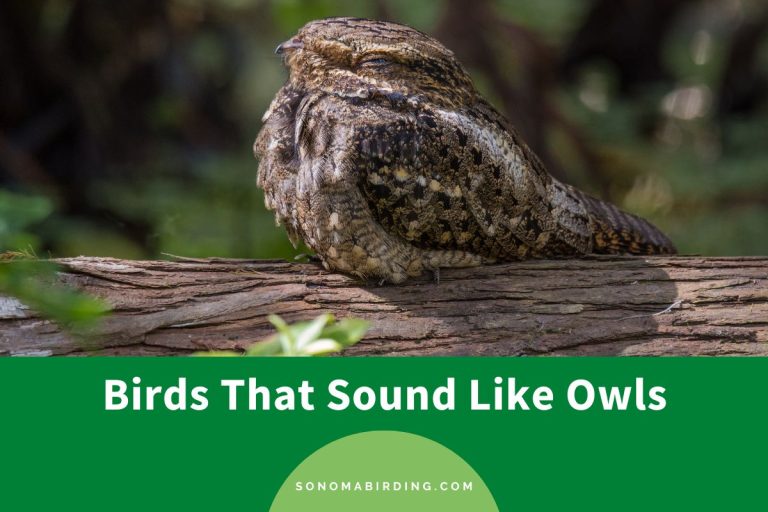 10 Birds That Sound Like Owls Mimics of the Night Sonoma Birding