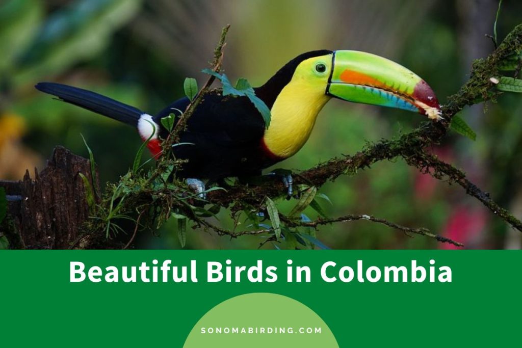 25 Beautiful Birds in Colombia that You Won't Want to Miss Sonoma Birding