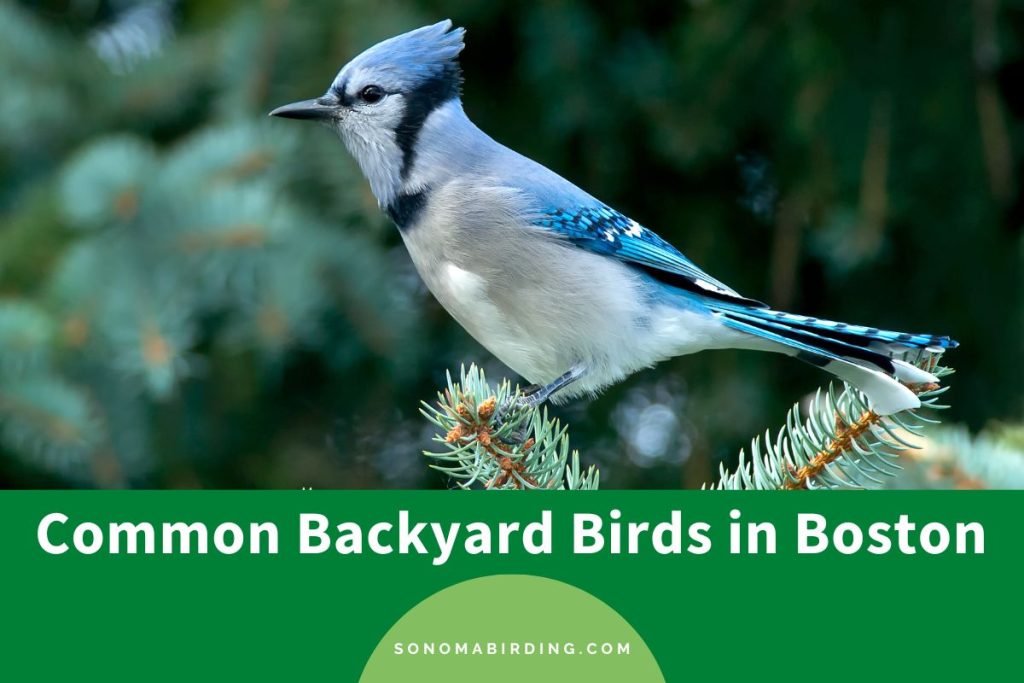 14 Common Backyard Birds in Boston to Observe Sonoma Birding