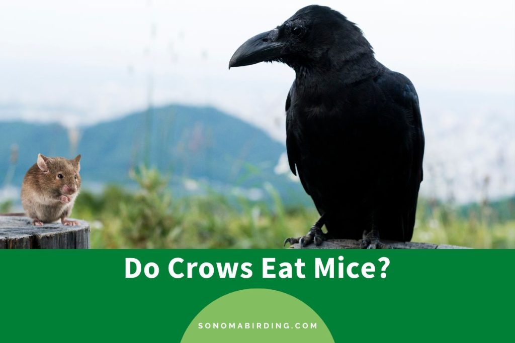 Do Crows Eat Mice? - Sonoma Birding