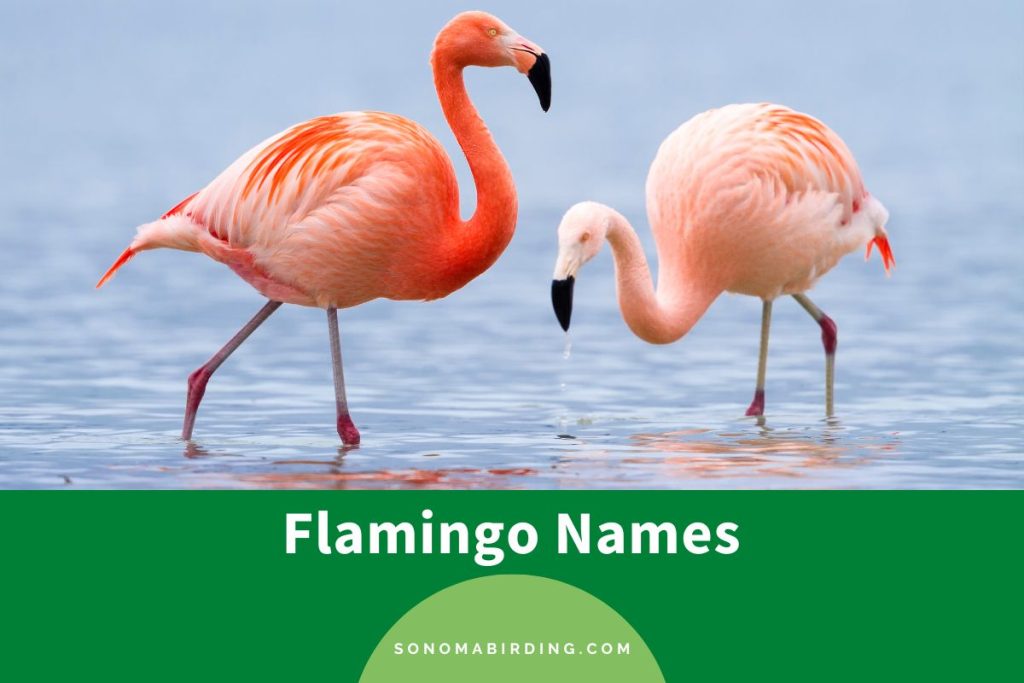 300+ Cutest Flamingo Names You’ll Melt Over Sonoma Birding