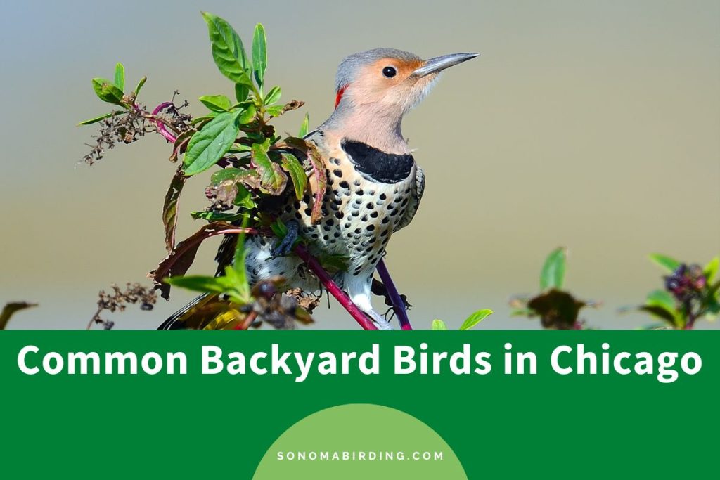 14 Common Backyard Birds in Chicago Sonoma Birding