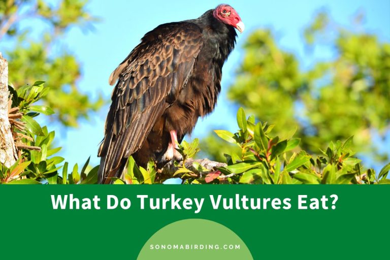 What Do Turkey Vultures Eat? Sonoma Birding