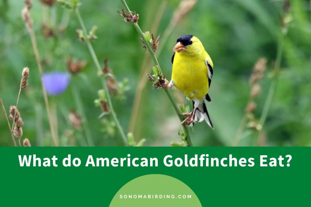 What do American Goldfinches Eat? Sonoma Birding