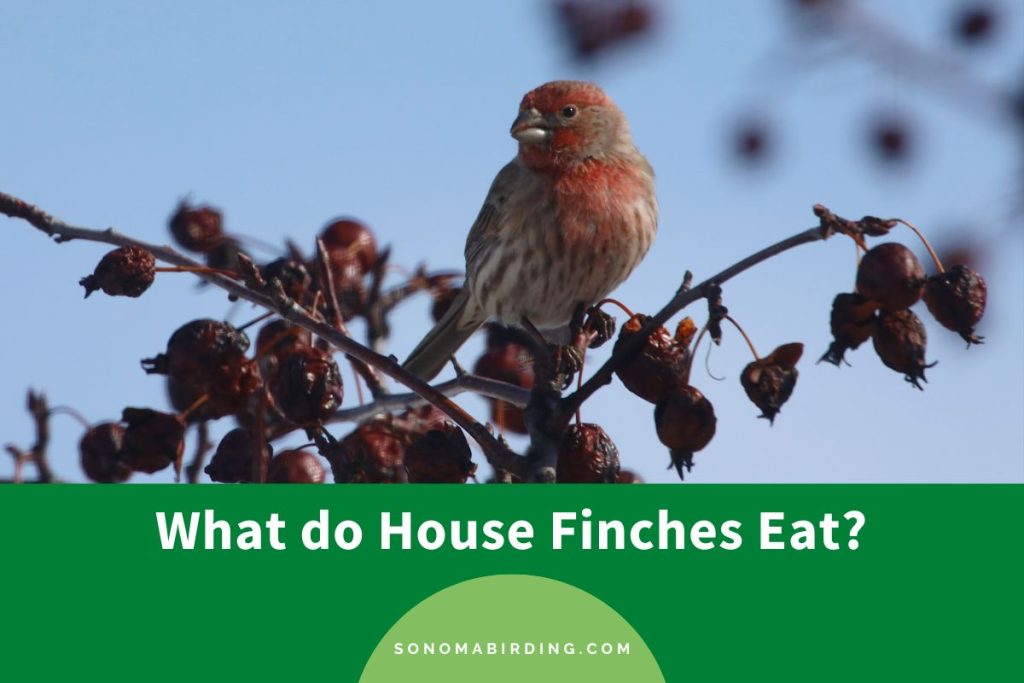 What do House Finches Eat? Sonoma Birding