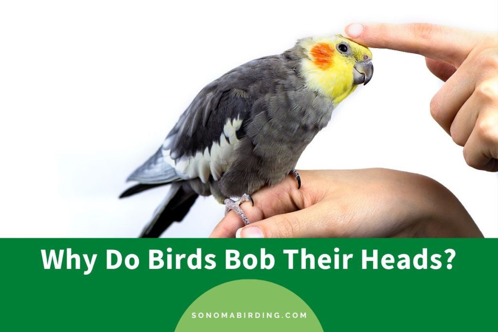 Why Do Birds Bob Their Heads? Sonoma Birding
