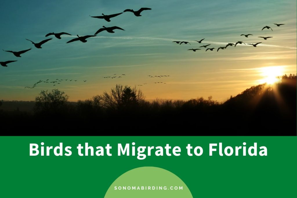 17 Birds that Migrate to Florida (With Photos) Sonoma Birding