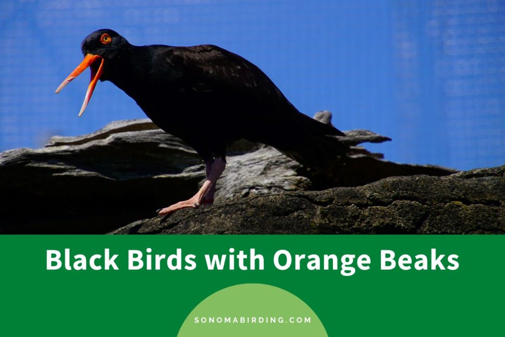 17 Black Birds with Orange Beaks - Sonoma Birding