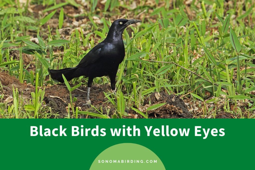 14 Black Birds with Yellow Eyes Sonoma Birding