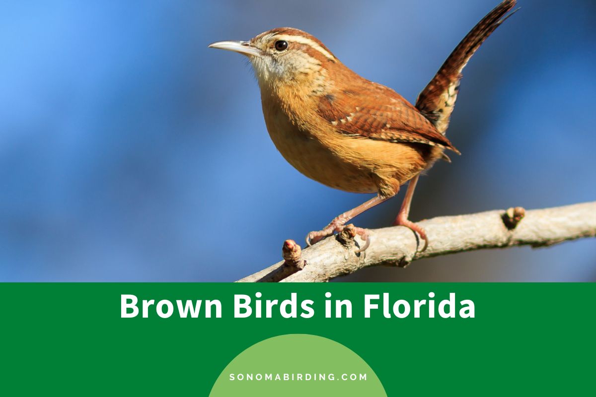 Brown Birds in Florida
