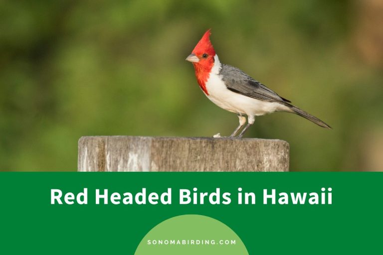11 Red Headed Birds in Hawaii (With Photos) Sonoma Birding