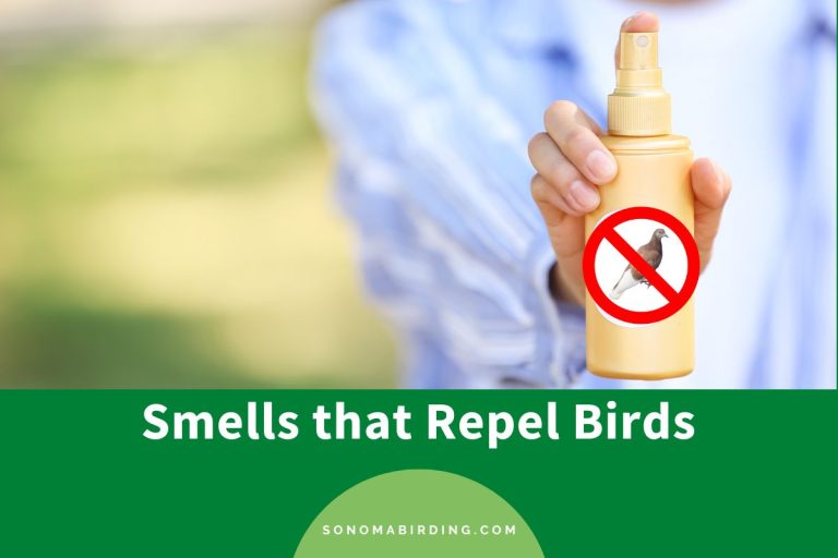 9 Smells that Repel Birds Sonoma Birding