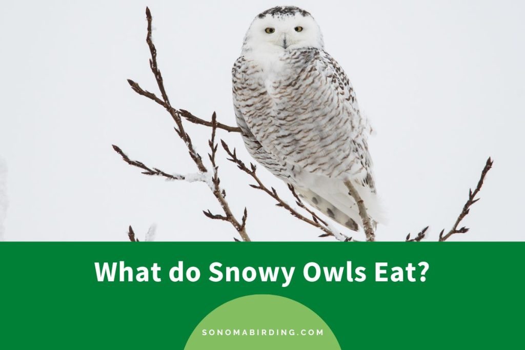 What do Snowy Owls Eat? Sonoma Birding