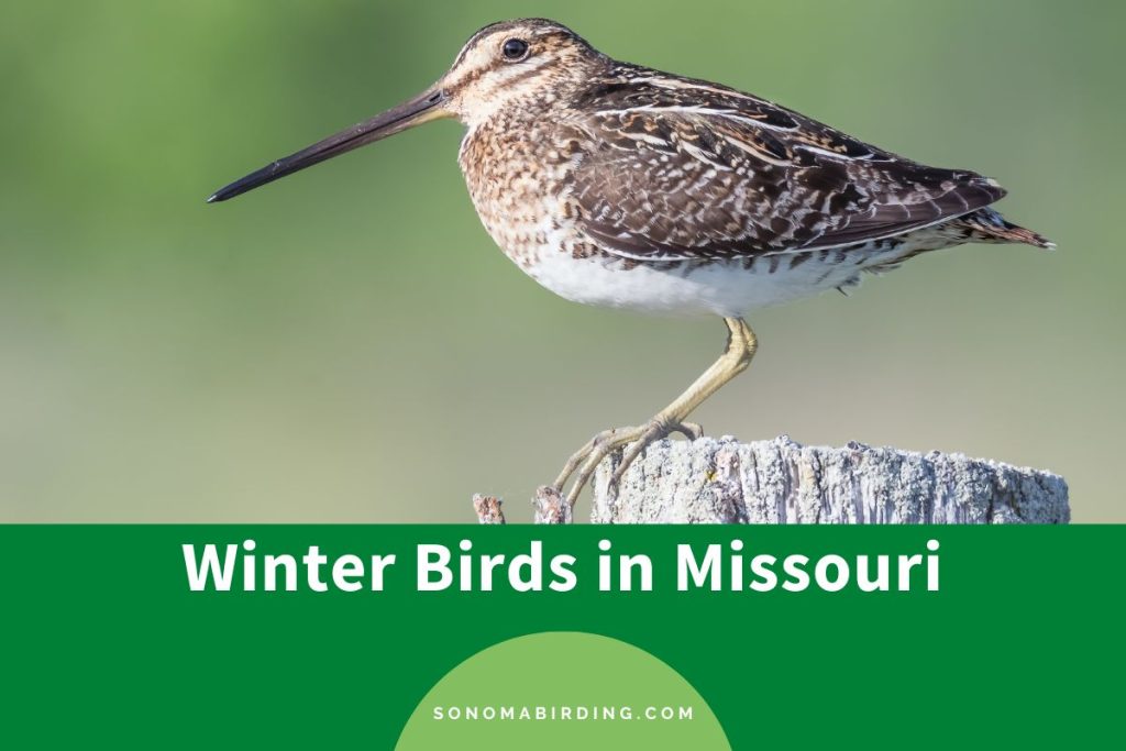 17 Winter Birds in Missouri (With Photos) Sonoma Birding