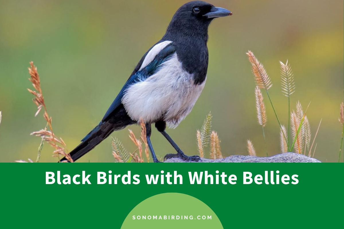 15 Black Birds With White Bellies To Marvel At - Sonoma Birding