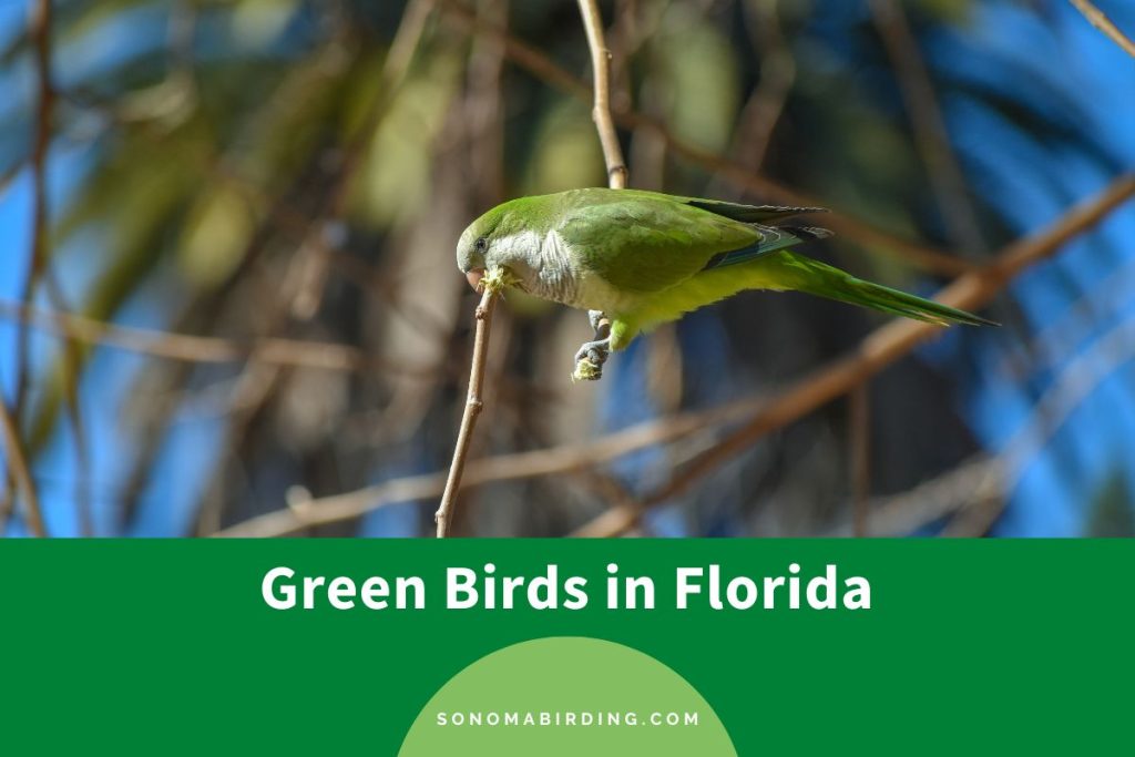 20 Green Birds in Florida to Enchant Birdwatchers Sonoma Birding