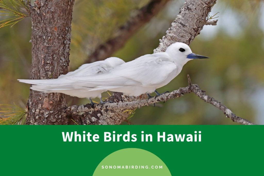 17 White Birds in Hawaii to Spark Your Aloha Spirit Sonoma Birding