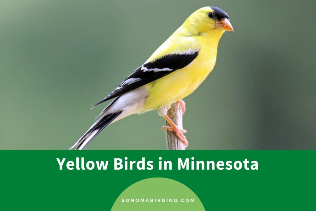 17 Yellow Birds in Minnesota to Paint the Skies Gold Sonoma Birding